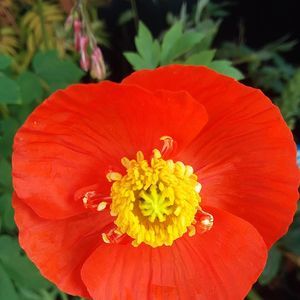 Meet your Posher, Sheila